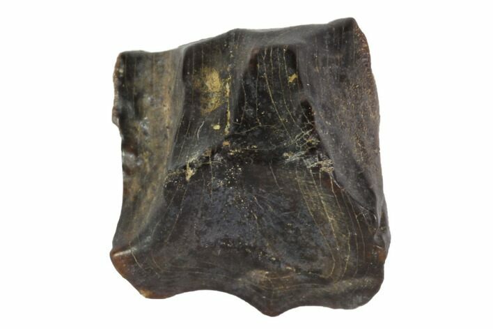 Triceratops Shed Tooth - Montana #93127